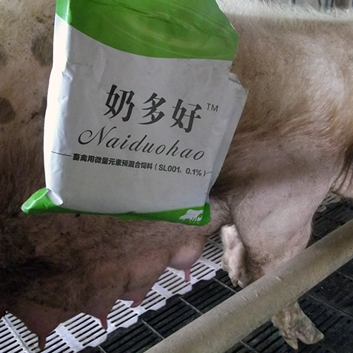 母猪产后厌食怎么预防处理