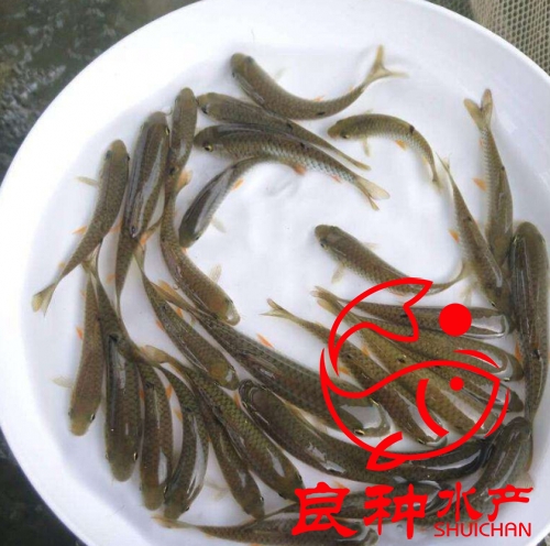 淮北軍魚苗批發 青竹鯇魚苗