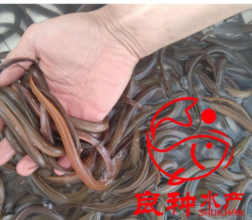 重慶黃鱔魚苗基地