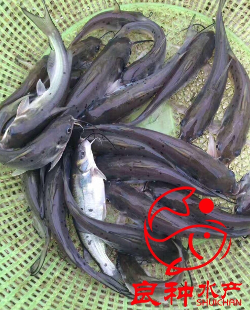 內(nèi)江叉尾鮰魚苗 鉗魚苗
