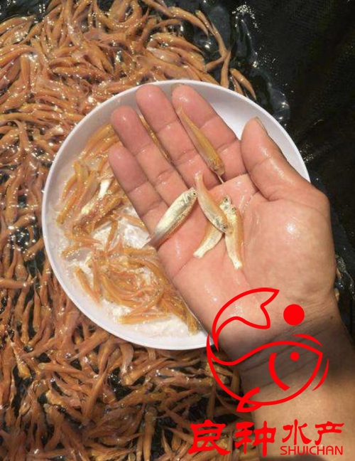 寧德金草魚苗基地 紅色草魚苗