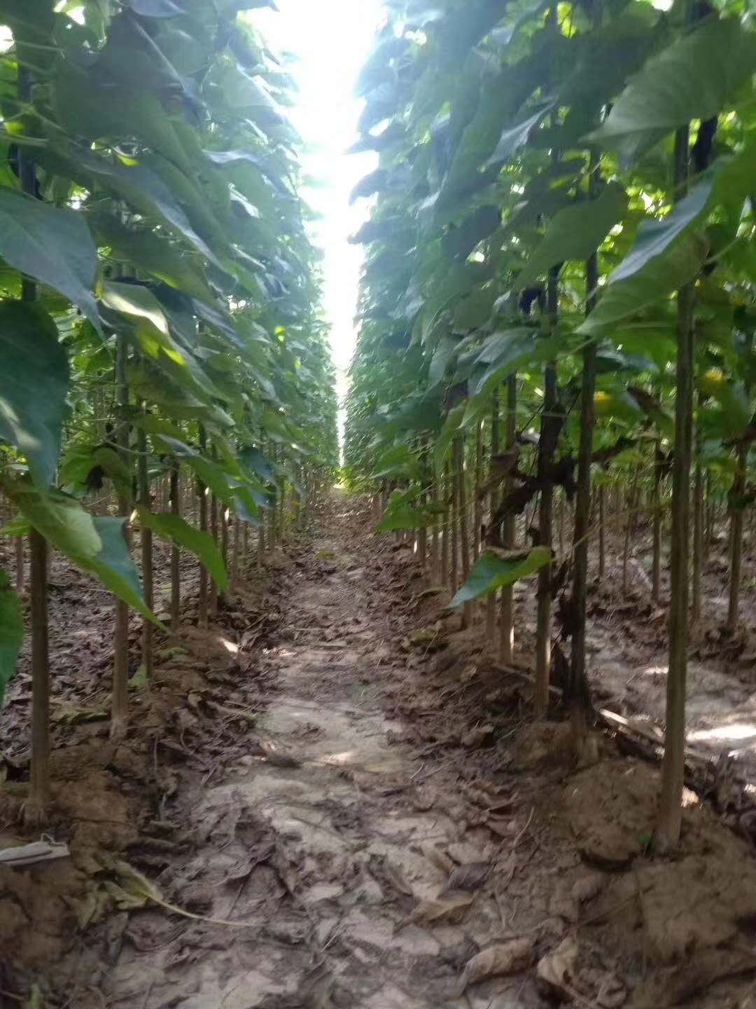 晉城紫花泡桐基地  梧桐樹苗價格10公分