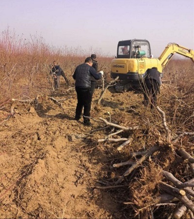 甘肅3公分占地桃樹出售 量大優惠