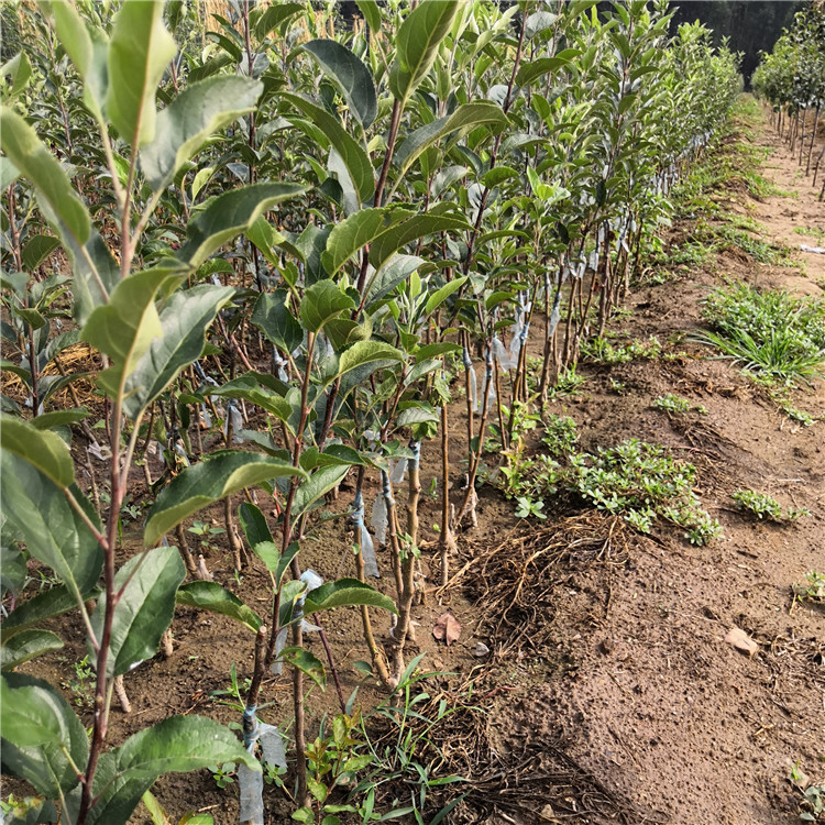 苹果苗 山东苹果苗价格