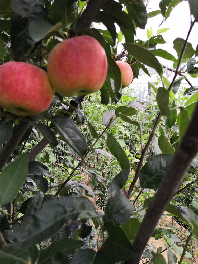 四川苹果树苗种植基地