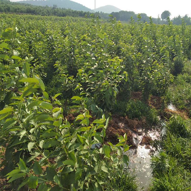 湖北樱桃苗怎样种植