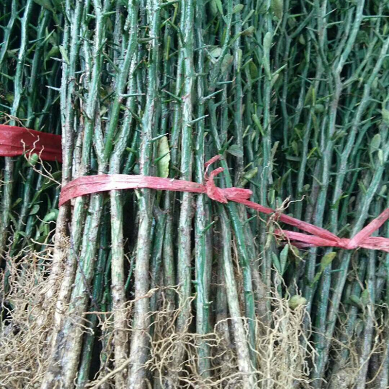 陜西枸橘苗嫁接用的枸橘苗價格 臭橘苗 枸橘苗種植