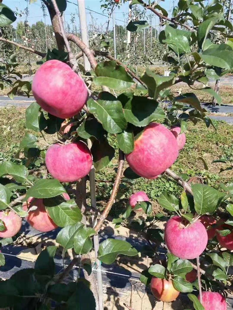 郴州苹果苗批发厂家 大量批发 价格实惠