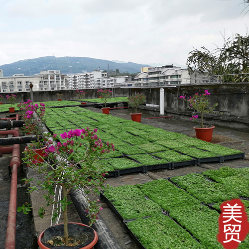 别墅屋顶绿化