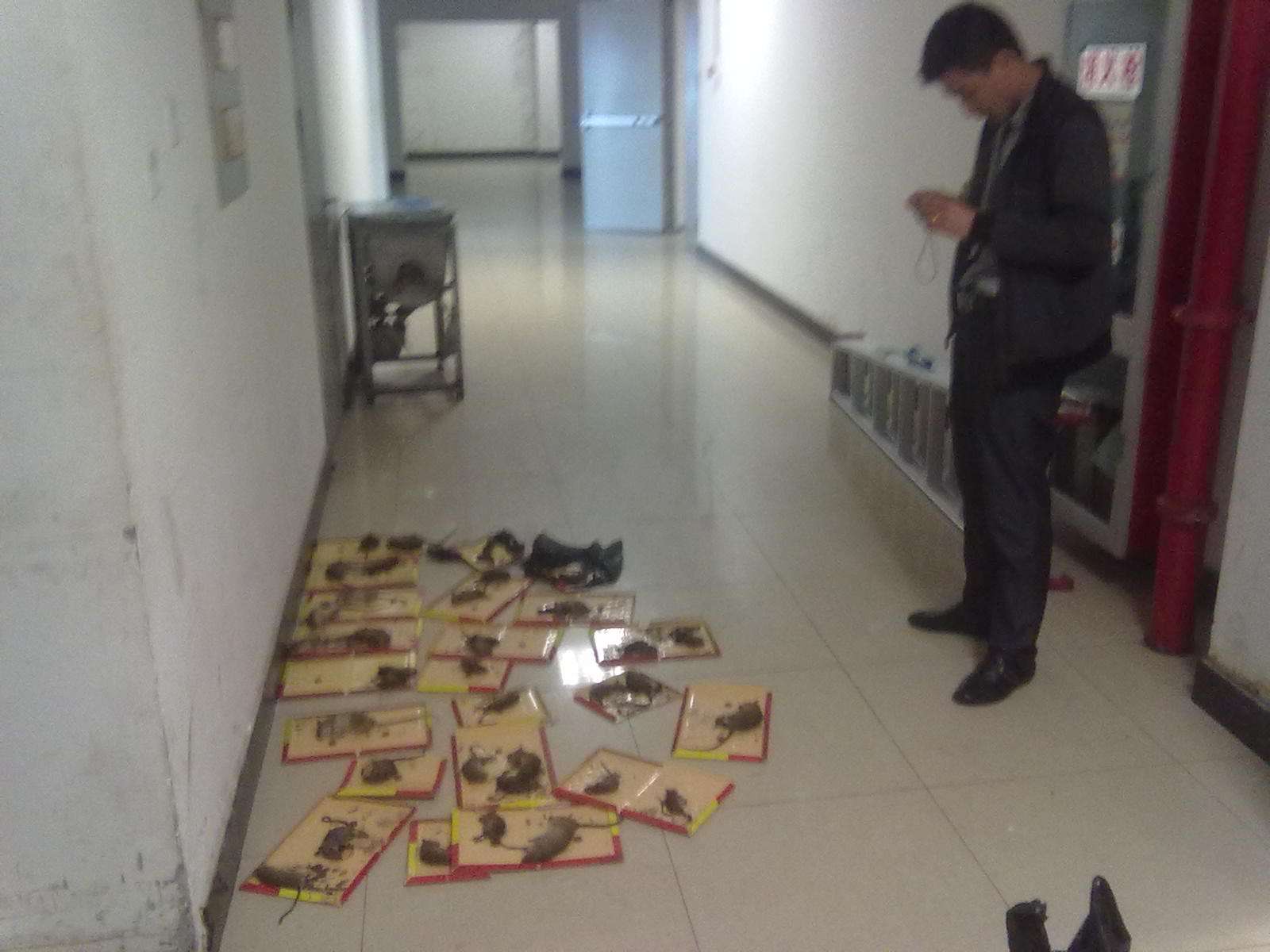 陸渡鎮臭蟲防治
