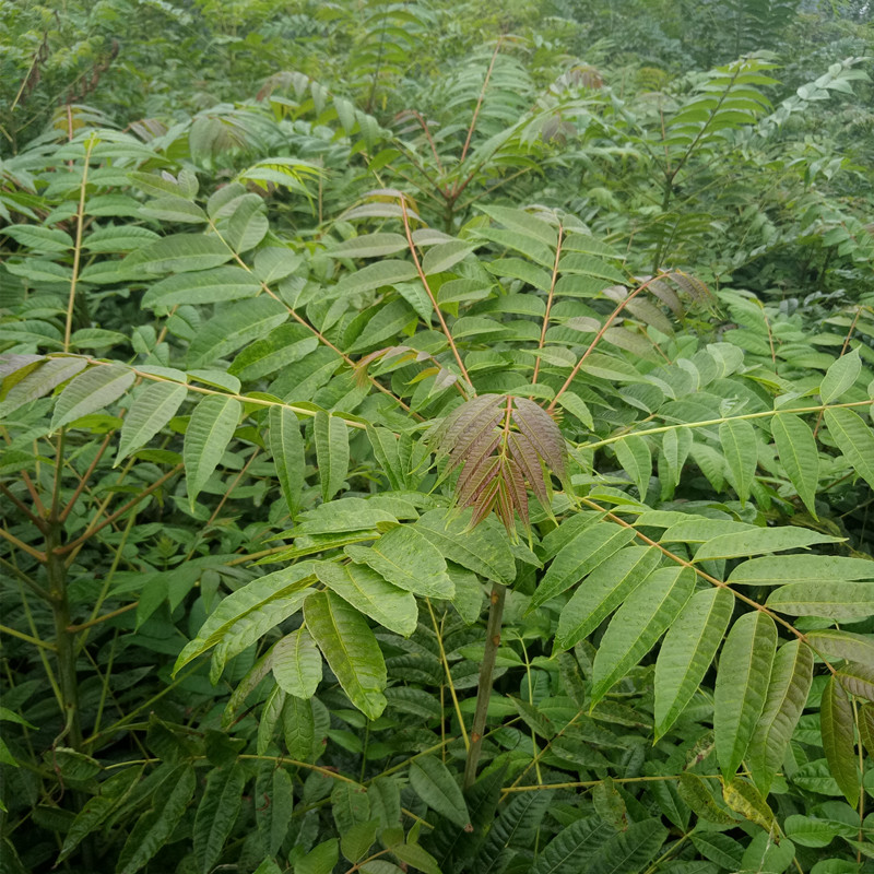 大棚香椿苗香椿苗能采摘几茬