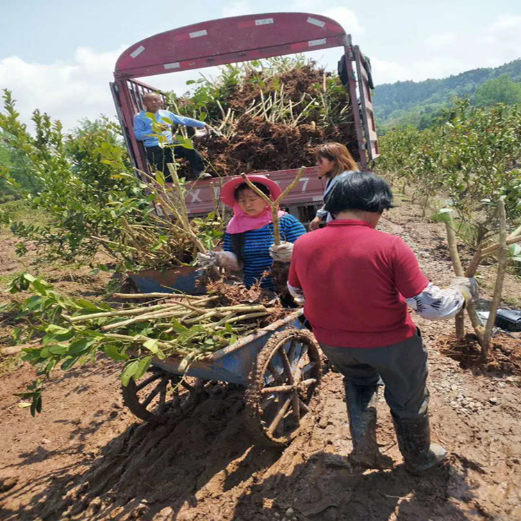 資陽佛手苗 基地直供 一手貨源