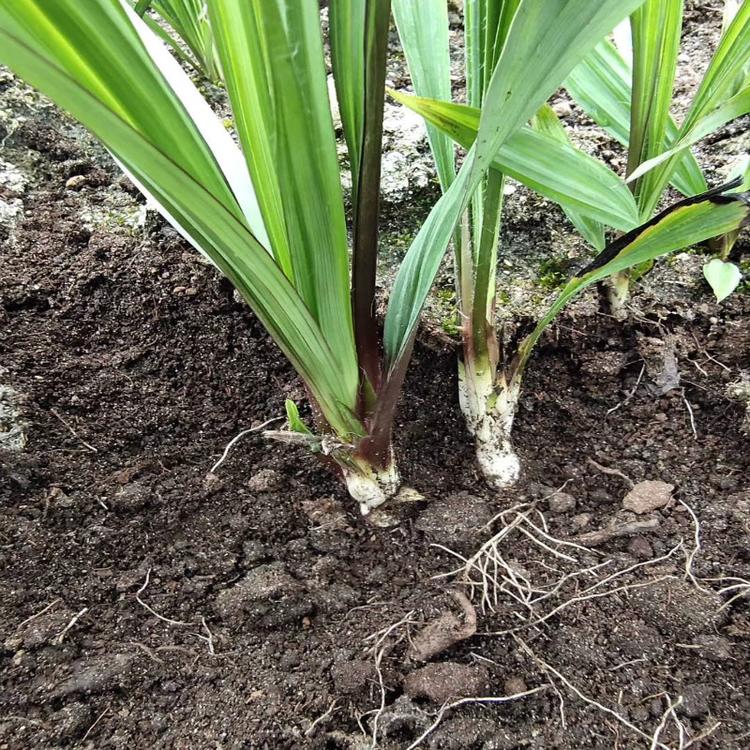 邯鄲仙茅免費(fèi)學(xué)習(xí)種植技術(shù) 地棕 仙茅的種植