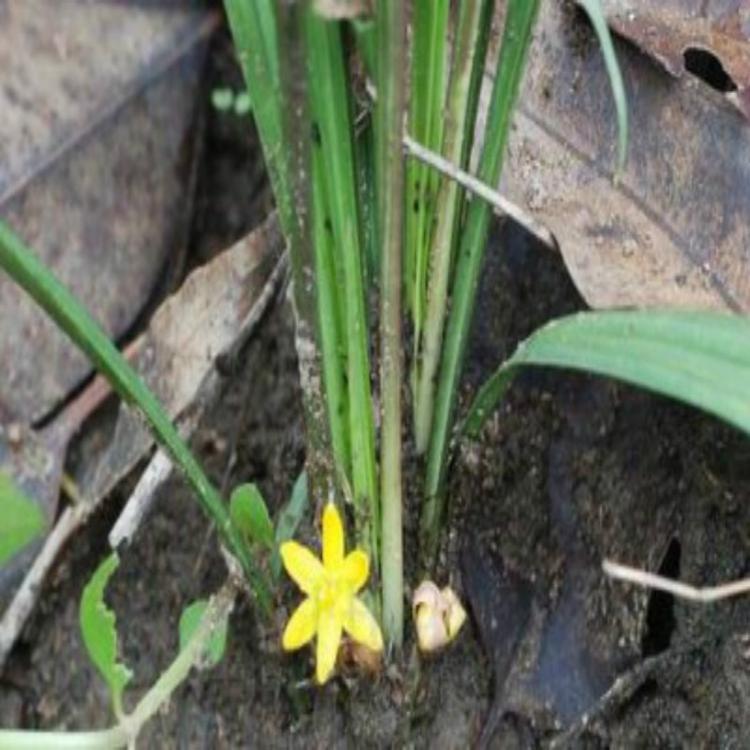 黄石仙茅免费学习种植技术