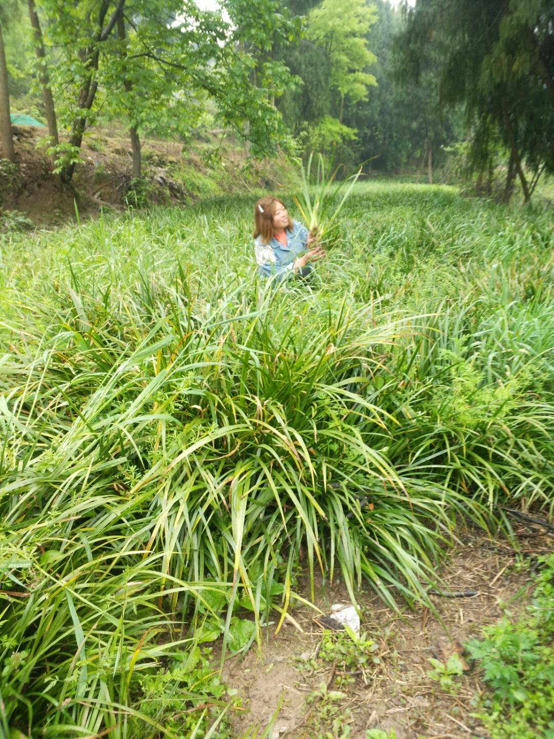 東方小石菖蒲種苗批發 水劍草 免費送技術 包回購