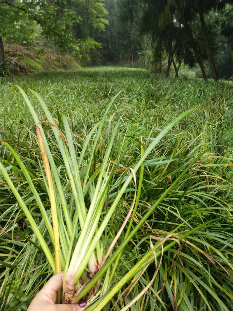 重庆小石菖蒲种植技术