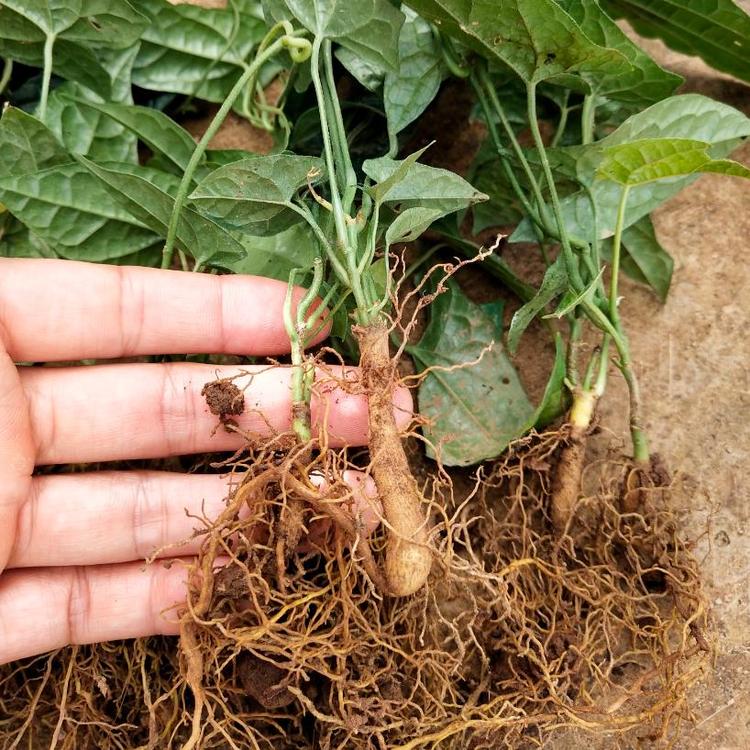 贵州地苦胆种植技术