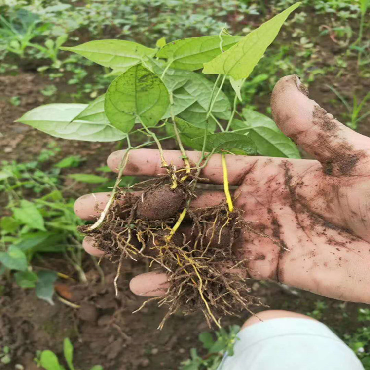 遂宁地苦胆种苗基地