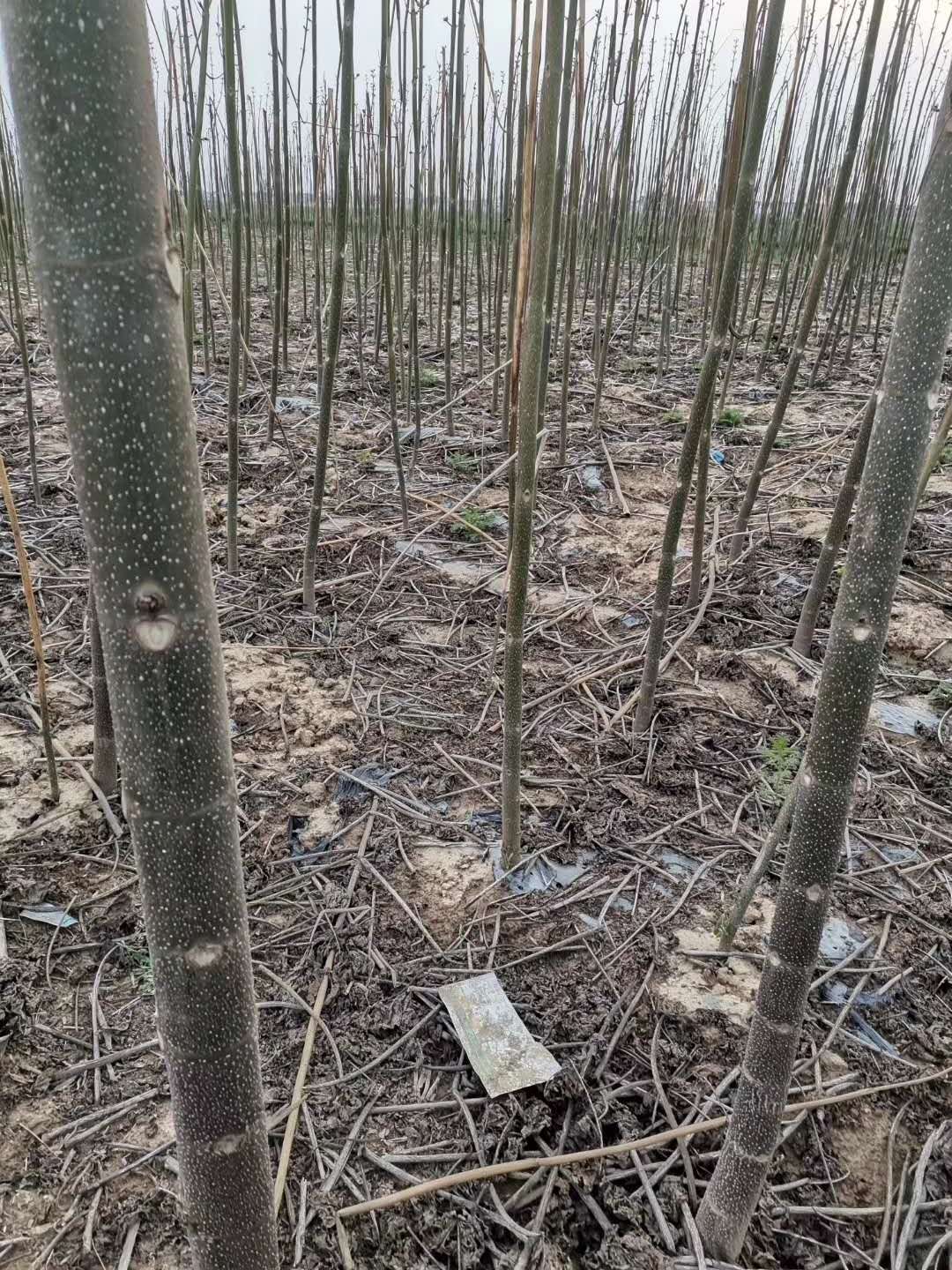 泡桐批發(fā)基地 北京泡桐基地