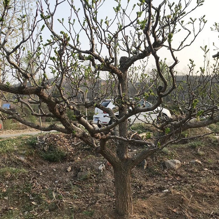 山西10公分山楂樹(shù)基地園林景觀 樹(shù)型優(yōu)美 歡迎采購(gòu)