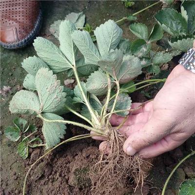 技术支持 牛奶草莓苗草莓苗价格优惠 基地销售