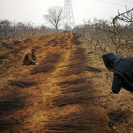 韩城大红袍花椒苗基地量大优惠