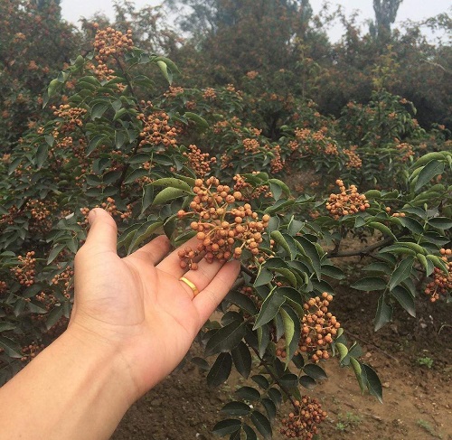 韓城獅子頭花椒苗基地產(chǎn)地貨源