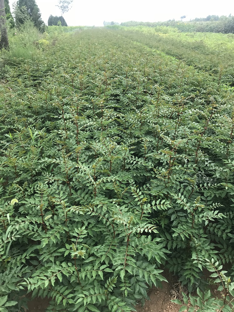 山西一年花椒苗报价苗圃直销