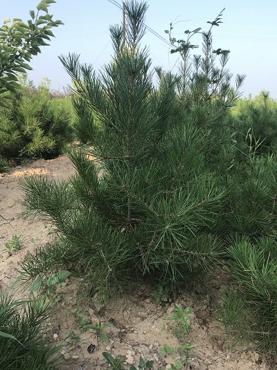 山西50公分營養杯白皮松批發質量可靠 歡迎咨詢