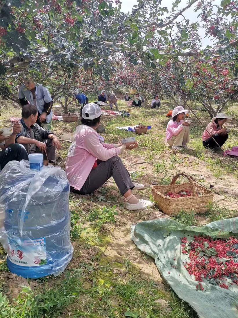 运城南强一号花椒苗基地品种** 种类齐全