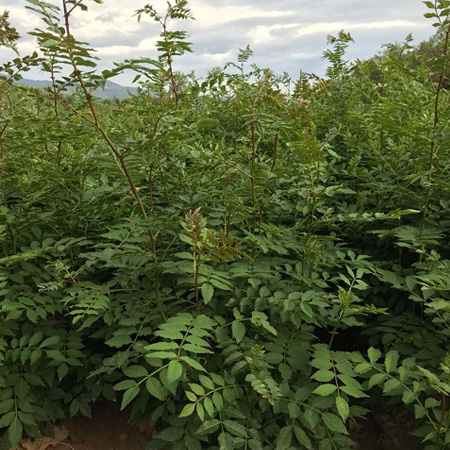 山西0.5公分花椒苗基地