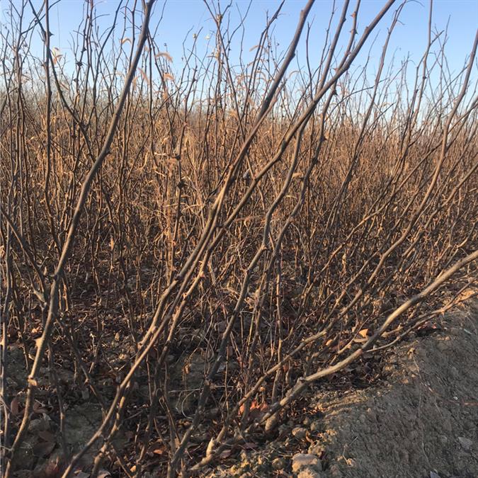 陕西大红袍花椒苗基地量大优惠