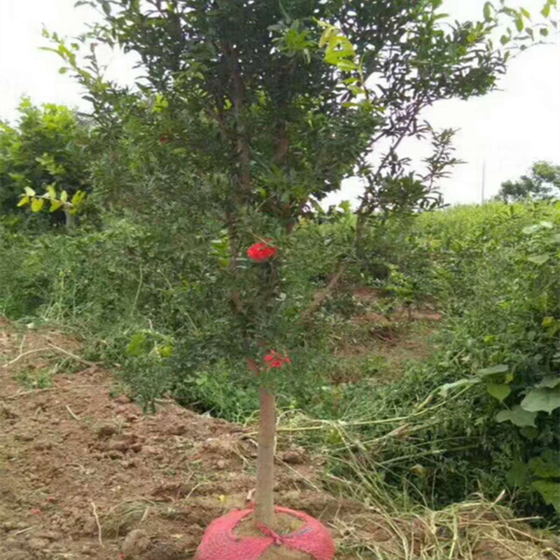 河北石榴苗批发泰安石榴苗产地