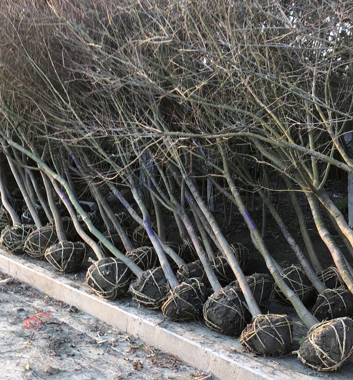 深圳垂柳樹種植