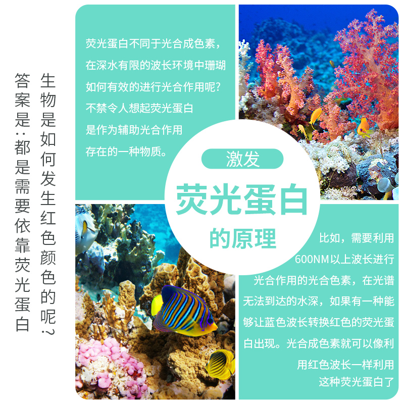 广东led珊瑚灯厂家 飞利浦 提供多样化照明产品