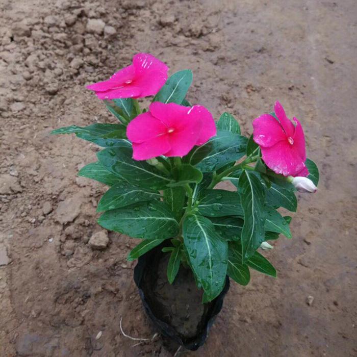 邯鄲草花批發 園林花卉時令花草