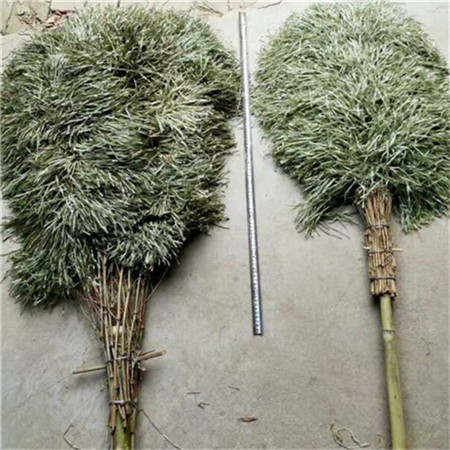 鶴崗竹制掃帚 送貨上門