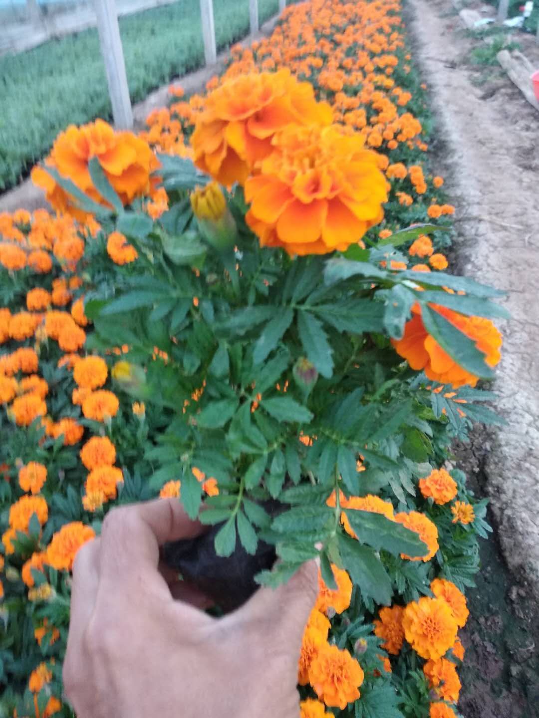 濮陽四季草花孔雀草基地 四季草花基地 時令草花一串紅