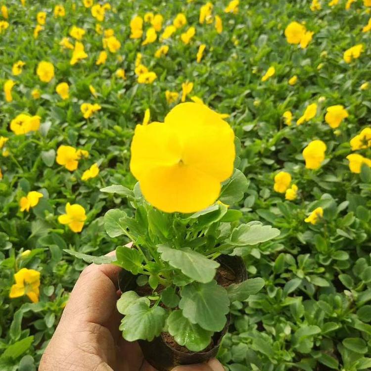 张家口草花三色堇基地