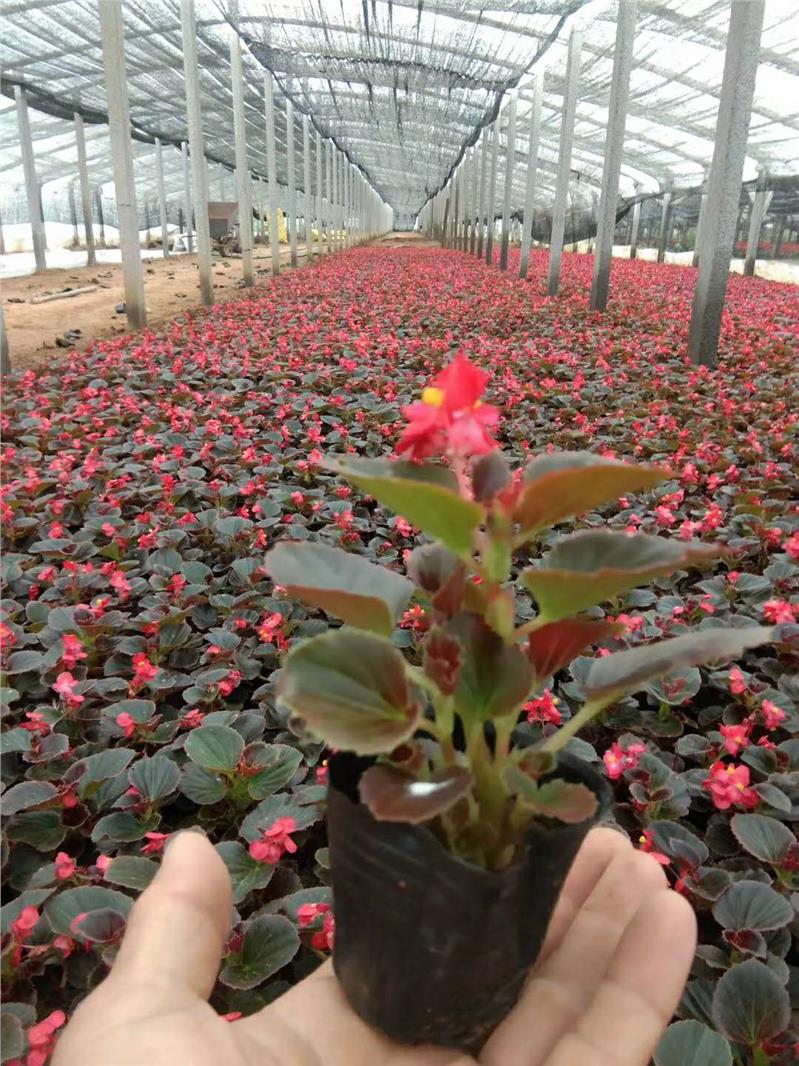 山东四季草花四季海棠基地