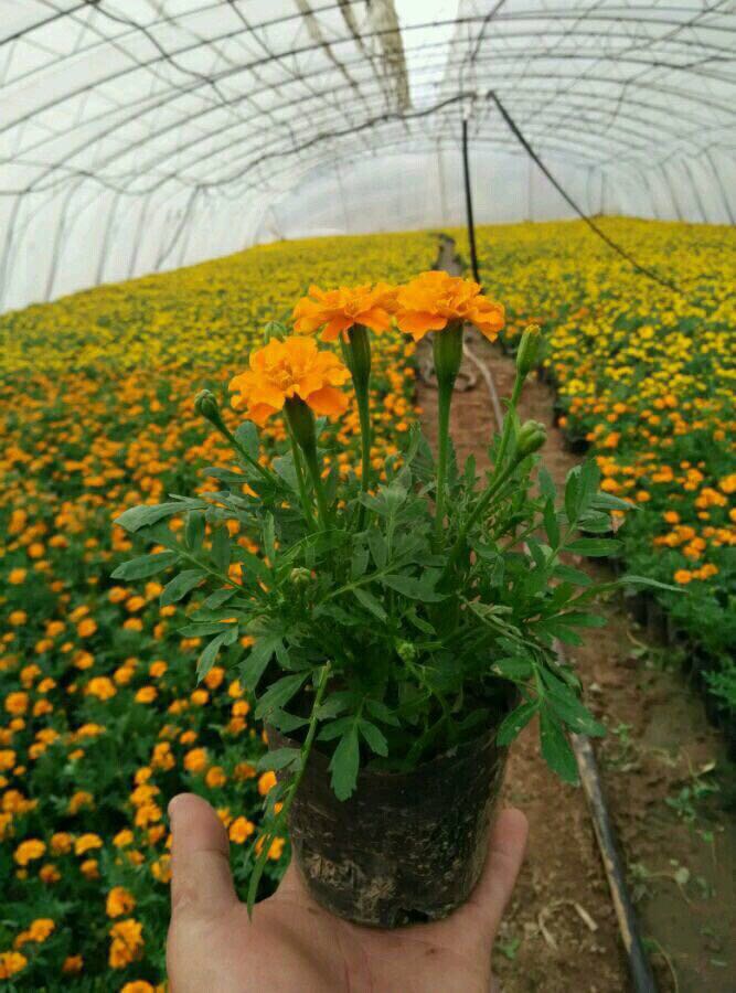 扬州草花种植基地