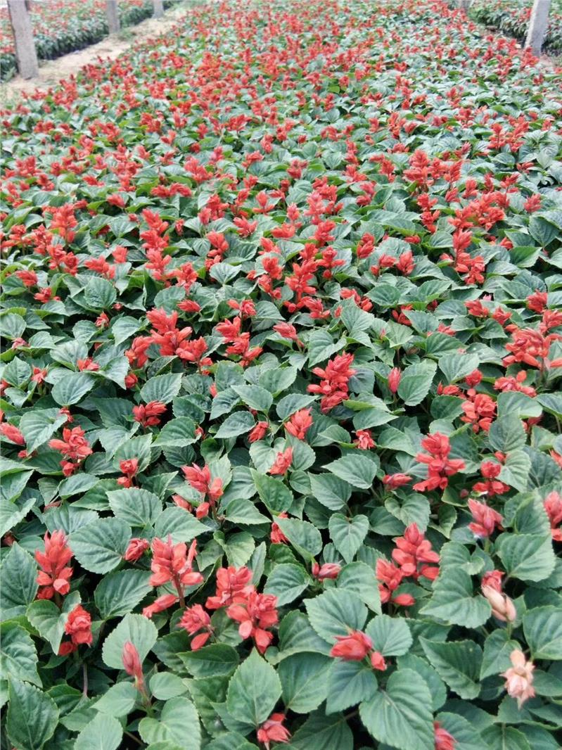 鹤壁时令草花一串红基地