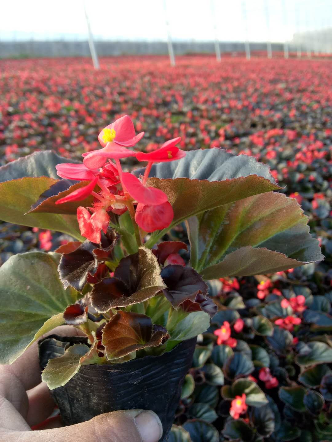 馬鞍山四季海棠基地 矮牽牛批發 四季草花基地