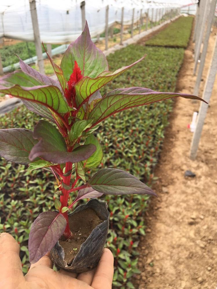 赤峰时令草花鸡冠花批发