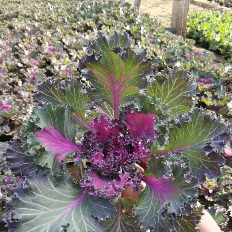 河北草花羽衣甘藍(lán) 耐寒草花批發(fā) 四季草花基地