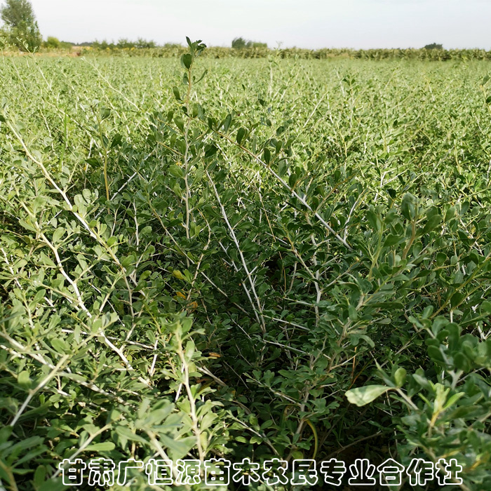 種植苗圃 海北小白刺移栽