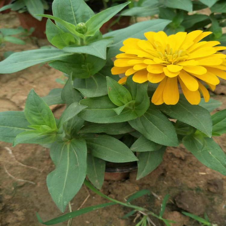 赤峰草花百日草花卉基地