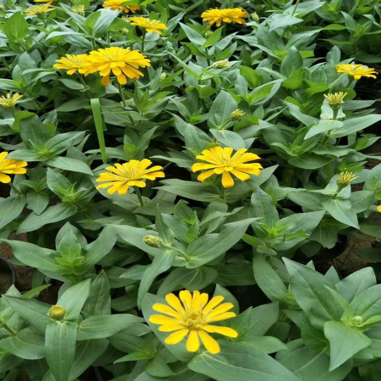 山东四季草花百日草