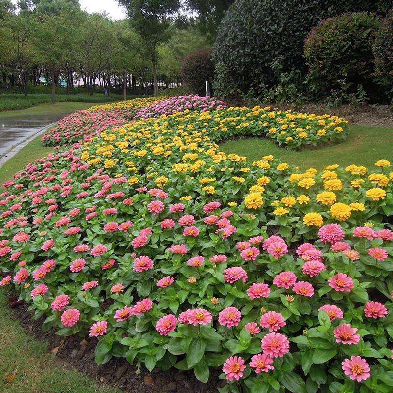 赤峰草花百日草花卉基地