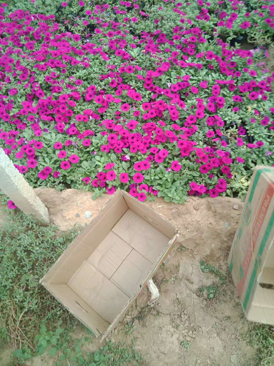 烏蘭察布草花垂釣牽牛